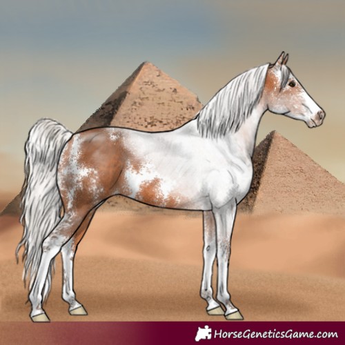 Horse Color:Silver Bay Sabino 