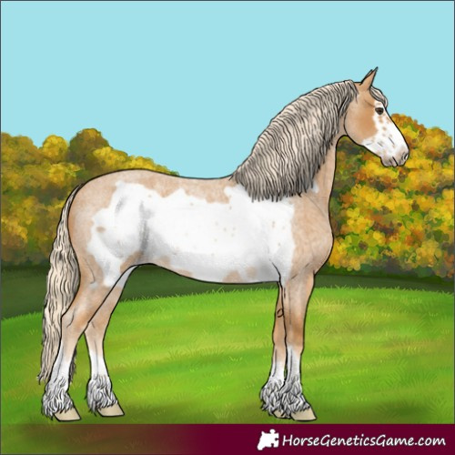 Horse Color:Palomino Roan Frame