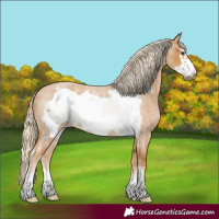 Horse Color:Palomino Roan Frame 