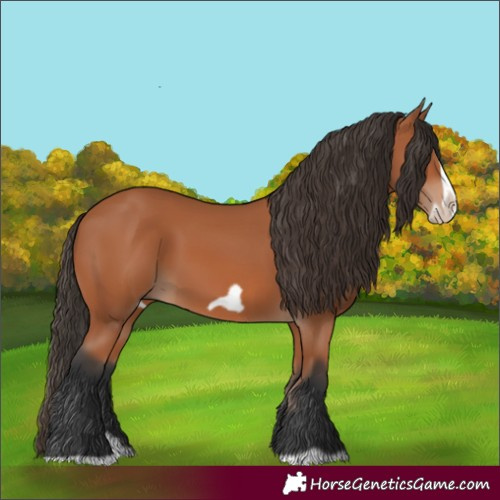 Horse Color:Bay Splash Frame 