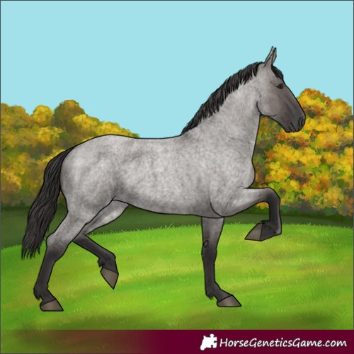 Horse Color:Unknown 