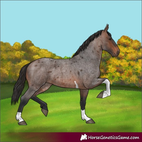 Horse Color:Brown Roan Tobiano 