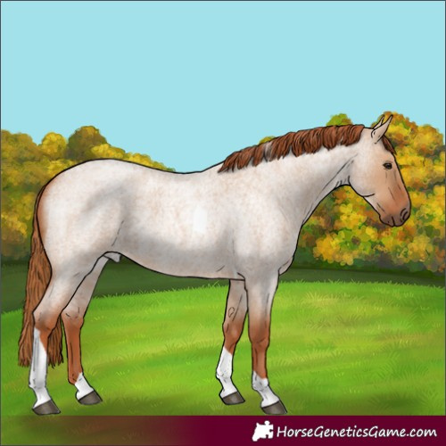 Horse Color:Red Dun Roan Tobiano