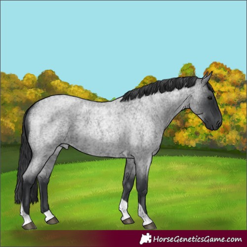 Horse Color:Blue Roan Tobiano 