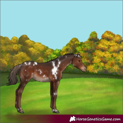 Horse Color:White Spotted Liver Chestnut 