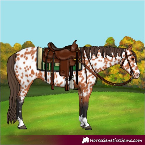 Horse Color:Bay Appaloosa 