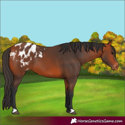 Horse Color:Bay Appaloosa 