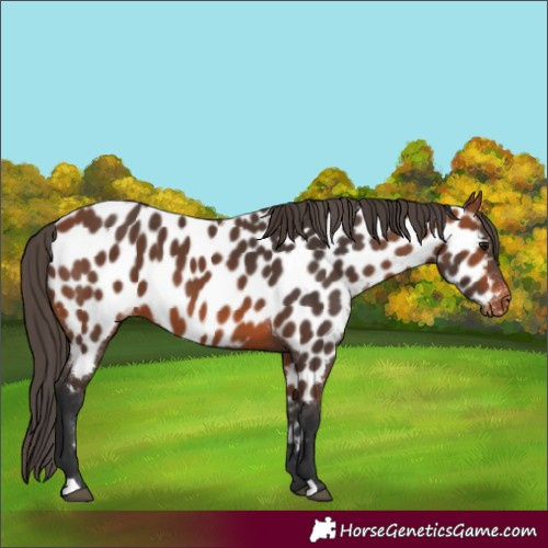 Horse Color:Bay Appaloosa 