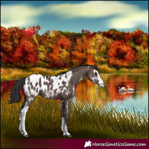 Horse Color:Brown Dun Sabino Appaloosa 