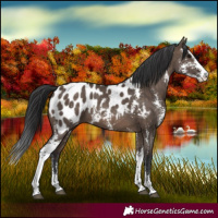 Horse Color:Brown Dun Sabino Appaloosa