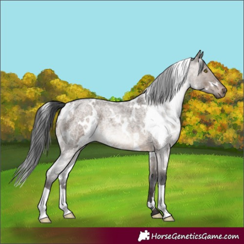 Horse Color:White Spotted Brown Roan Dun