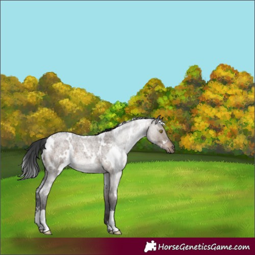 Horse Color:White Spotted Brown Roan Dun