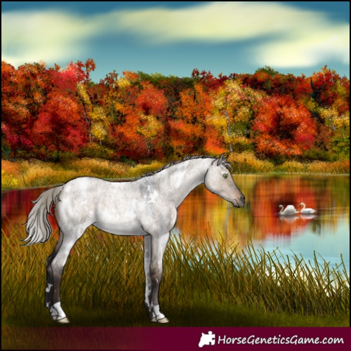 Horse Color:Gray White Spotted Silver Brown Roan Dun Rabicano 