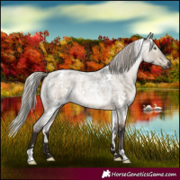 Horse Color:Gray White Spotted Silver Brown Roan Dun Rabicano 