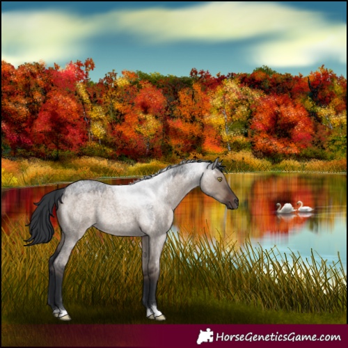 Horse Color:Brown Roan Dun Rabicano 