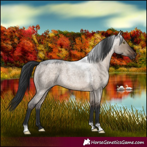 Horse Color:Brown Roan Dun Rabicano
