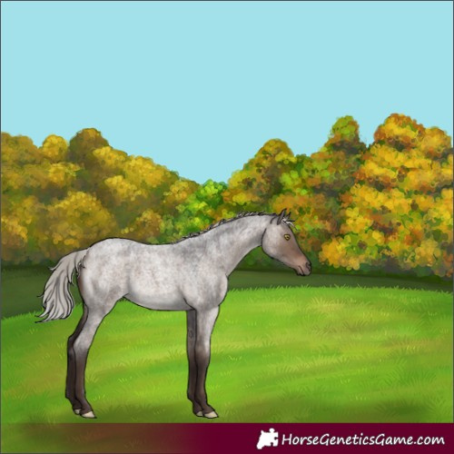 Horse Color:Silver Brown Roan Dun 