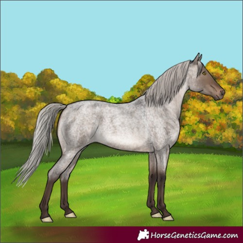Horse Color:Silver Brown Roan Dun