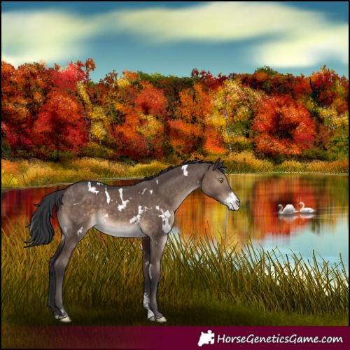 Horse Color:White Spotted Brown Dun Sabino Rabicano