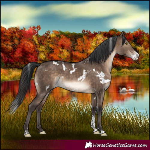 Horse Color:White Spotted Brown Dun Sabino Rabicano 