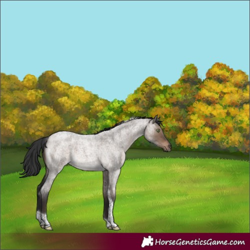 Horse Color:Brown Roan Dun Tobiano 