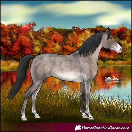Horse Color:Brown Roan Dun Sabino Rabicano