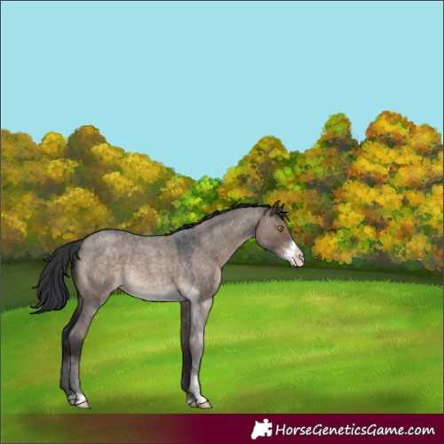 Horse Color:Brown Roan Dun Sabino Rabicano 