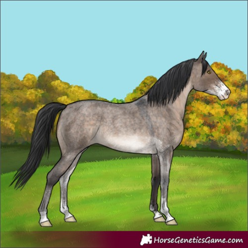 Horse Color:Brown Roan Dun Sabino Rabicano 