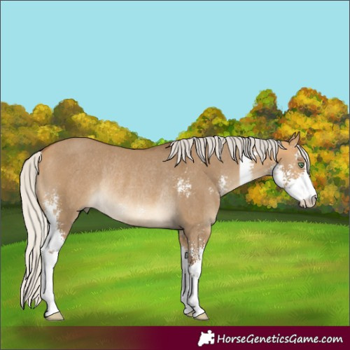Horse Color:Silver Buckskin Dun Sabino Rabicano 