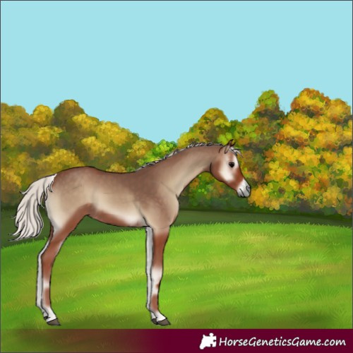 Horse Color:Silver Blue Onyx