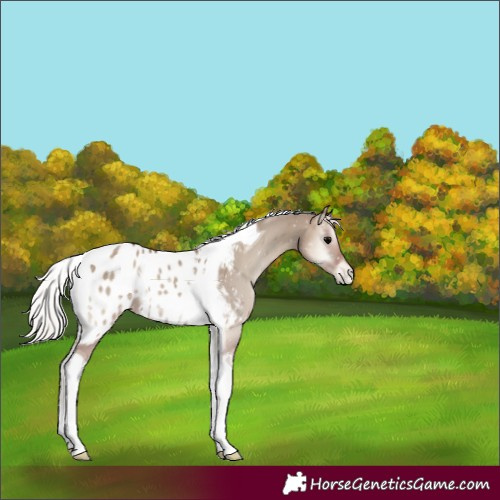 Horse Color:Silver Grullo Onyx Tobiano Appaloosa 
