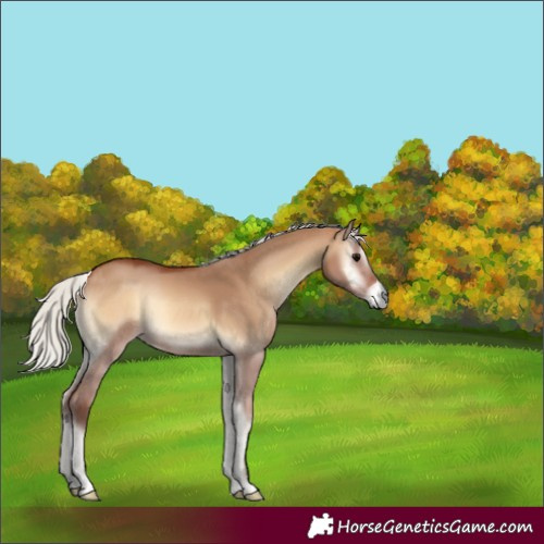 Horse Color:Silver Brown Onyx