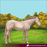 Horse Color:Gold Champagne Pearl Rabicano and Gold Champagne Pearl Rabicano
