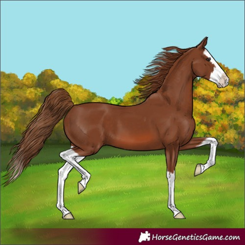 Horse Color:Chestnut Splash 