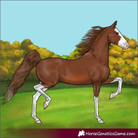 Horse Color:Chestnut Splash 