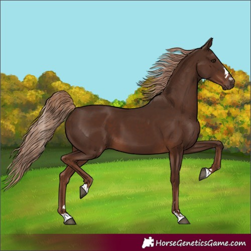 Horse Color:Liver Chestnut 