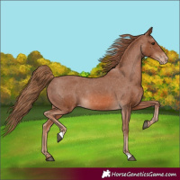 Horse Color:Chestnut Varnish Rabicano