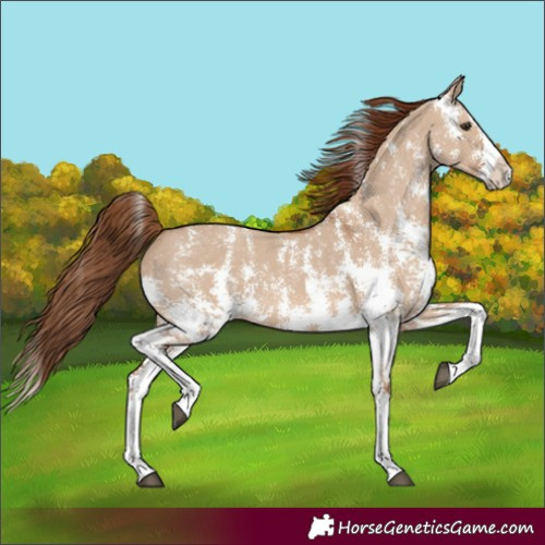 Horse Color:Red Dun Sabino Splash 