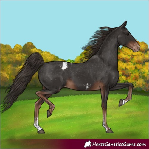 Horse Color:Liver Chestnut Sabino Appaloosa