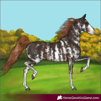 Horse Color:Liver Chestnut Sabino Varnish Rabicano 
