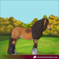 Horse Color:Brown Sabino Rabicano  and Buckskin Sabino Rabicano 