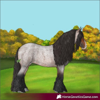 Horse Color:Brown Roan Splash 