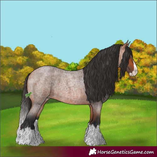 Horse Color:Bay Roan Splash 