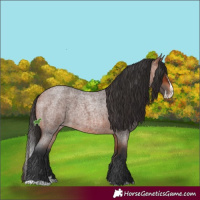 Horse Color:Bay Roan Splash 