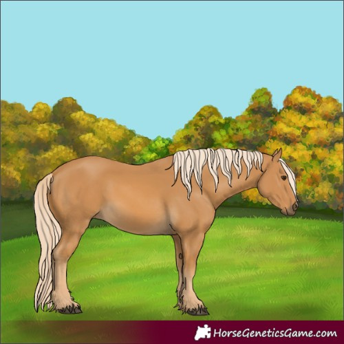 Horse Color:Palomino