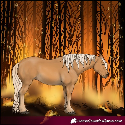 Horse Color:Palomino 