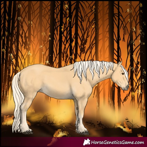 Horse Color:Palomino 