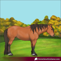 Horse Color:Bay 