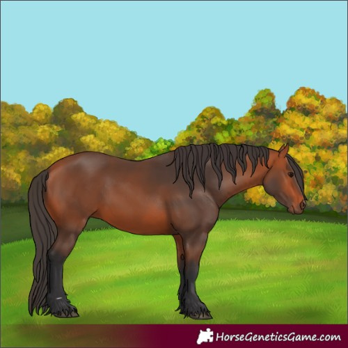 Horse Color:Bay 