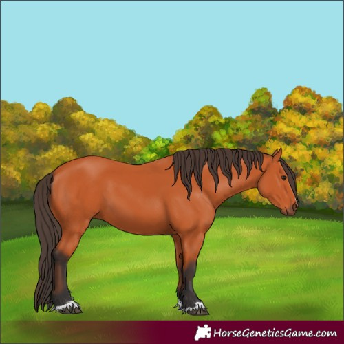 Horse Color:Bay 